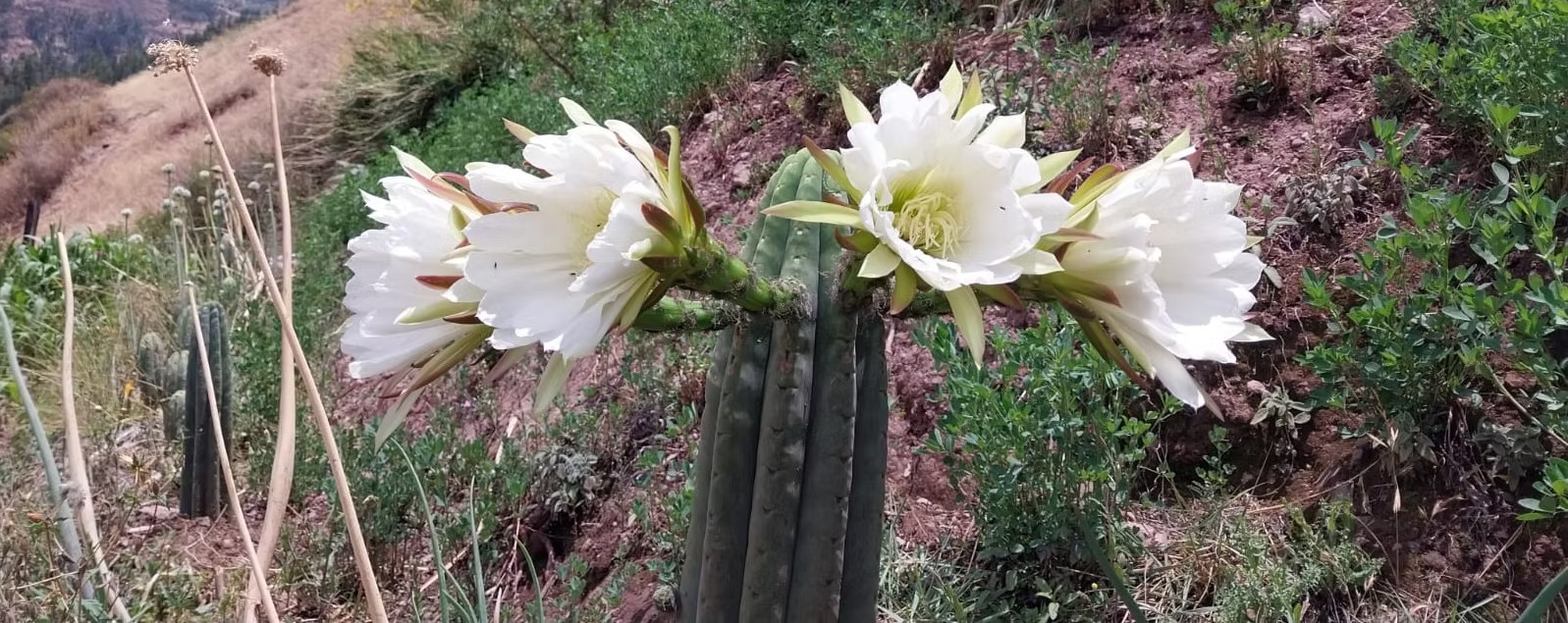 White flowers open on top of a cactus on a hillside