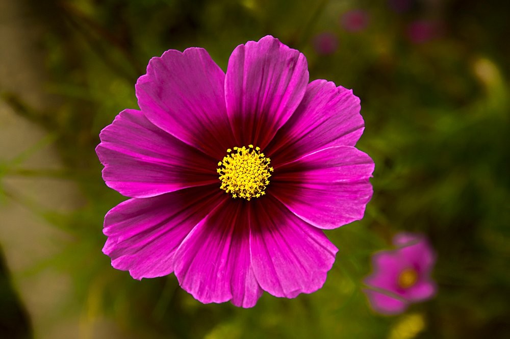 A pink flower in the garden, close up