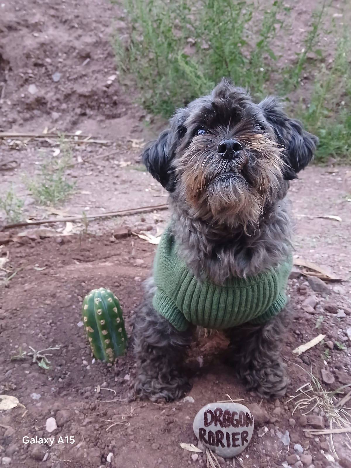 A small shaggy dark dog in a green knit sweater sits in red earth beside a young cactus and a painted stone