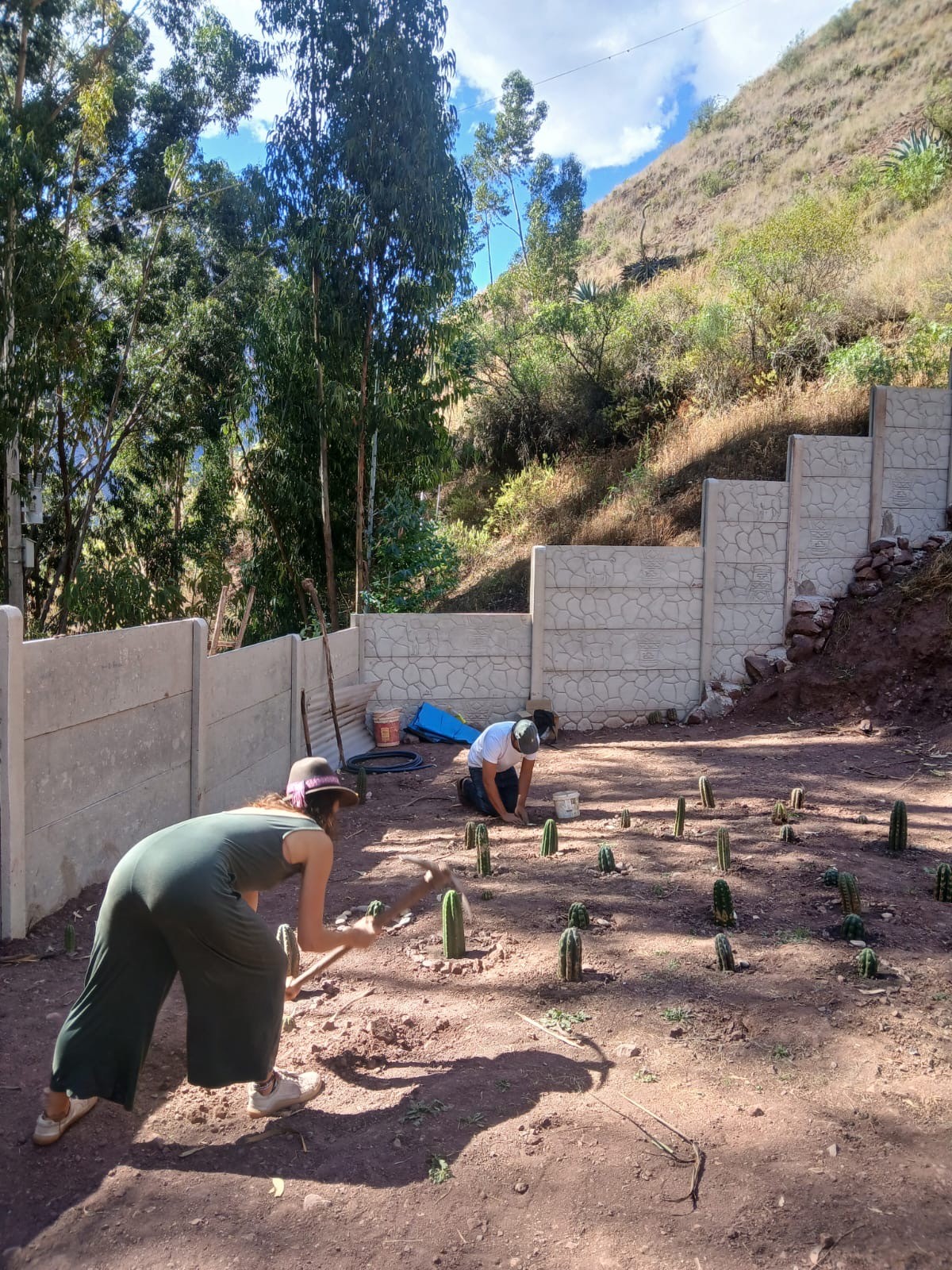 Two people plant rows of young cacti in a walled dirt garden, one swinging a pick, below a steep wooded hillside