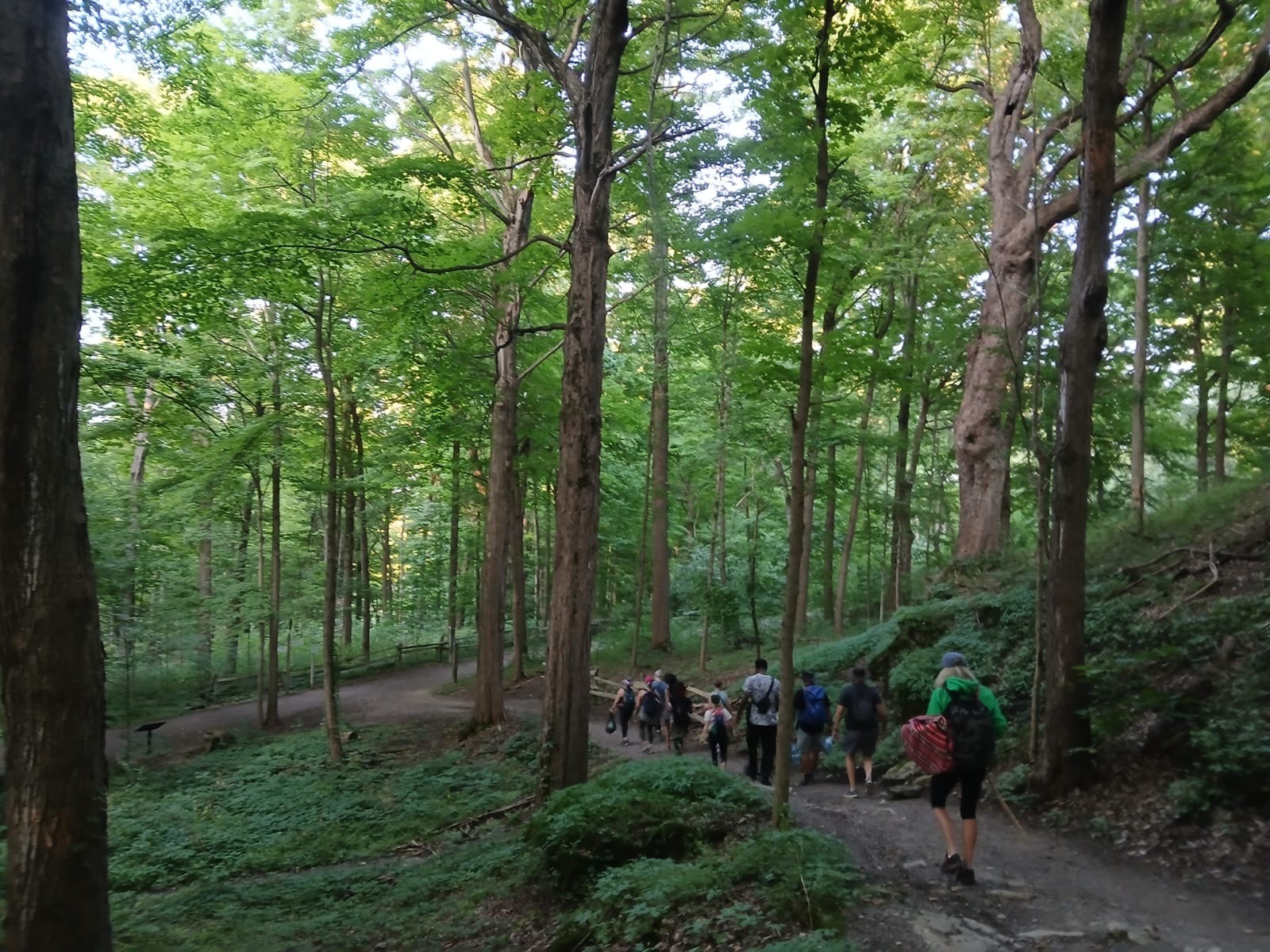 A line of hikers on a path through a tall green forest