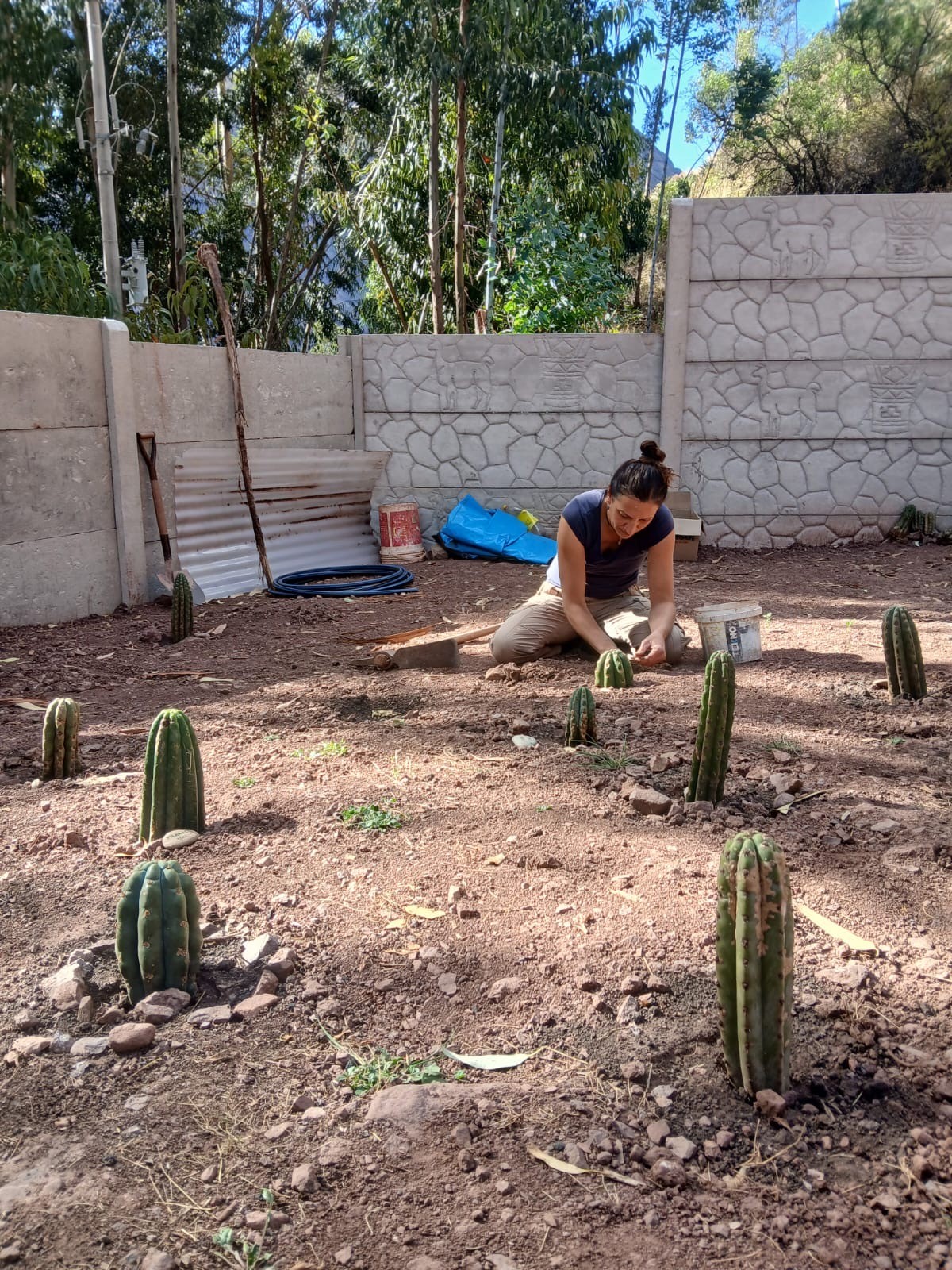 A woman kneels in a dirt garden planting young cacti, a stone wall carved with llamas behind her