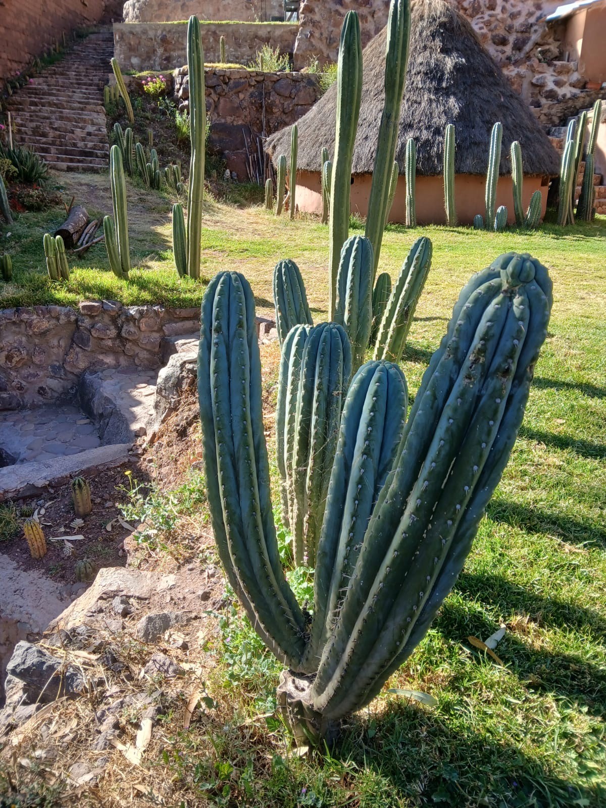 A tall cactus with several upright stems in a sunny garden, more cacti, stone steps and a round thatched hut behind
