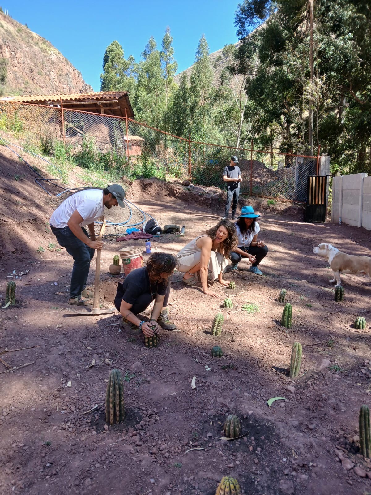 Five people plant young cacti in a dirt garden, one leaning on a pick, two laughing, a dog watching nearby
